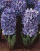 Blue Hyacinth.jpg